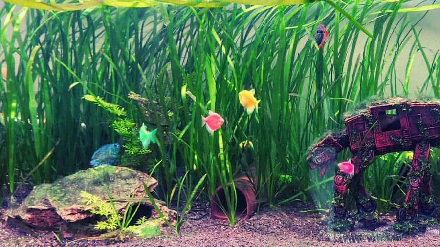 Recommended Freshwater Fish for Beginners That Get Along