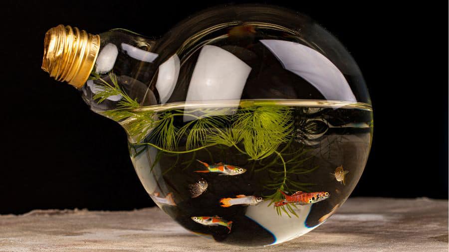 What Do I Need to Start Aquascaping?