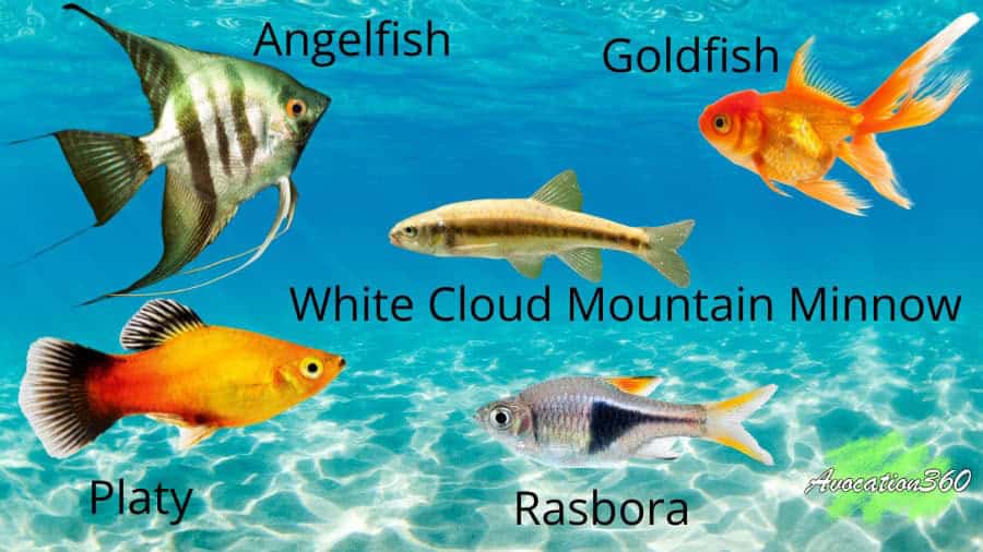 Beginner Friendly Fish angelfish goldfish platy white cloud mountain minnow and rasbora