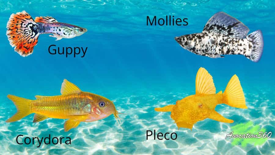 Beginner Friendly Fish guppy molly corydora and pleco