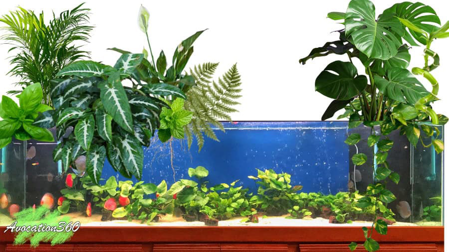 Fish Tank Planted House Plants