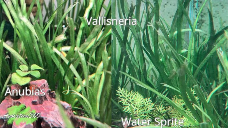 Vallisneria, annubias and water sprite aquatic plants for best breeding plants