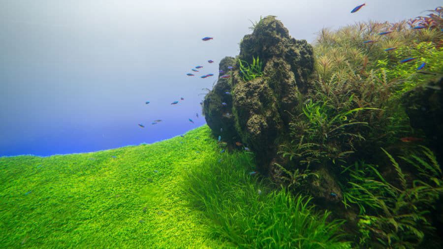 Amano Style Aquascaping Plants On Right Side Only And Carpeting Plants on Left