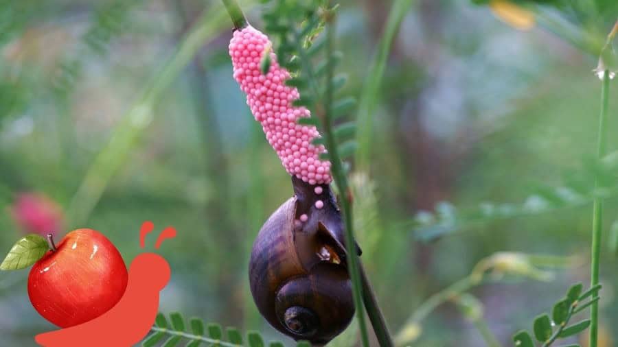 Apple Snail On Plant With Pink Snail Eggs