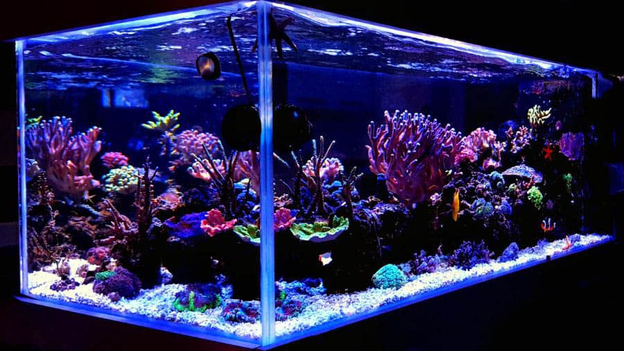 Aquarium Multicolored Lights And Decorations 