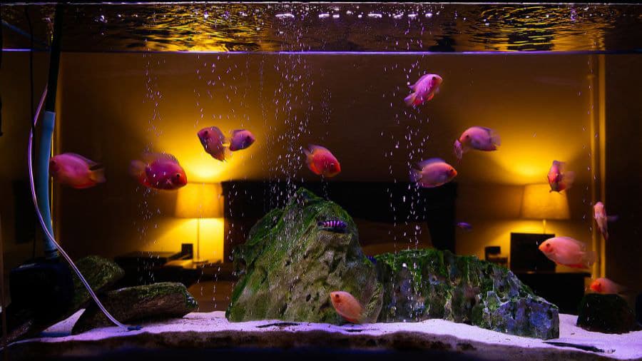 Aquarium Fish With Rocks In Middle Of Tank