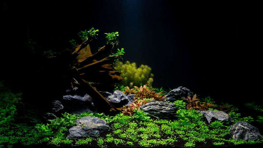 Aquascaped Aquarium Planted With Rocks