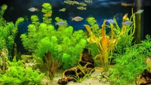 Beginner Friendly Styles Of Aquascaping