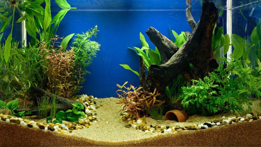 Aquascaping Styled Aquarium With Path In Middle And Driftwood Between Plants