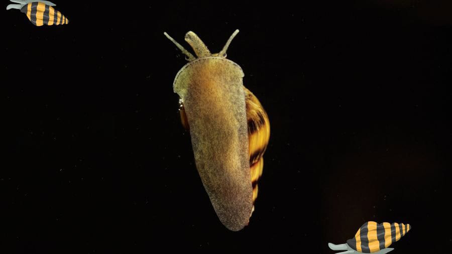 Assassin Snail From Below On Black Background