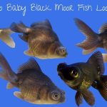 What Do Baby Black Moor Fish Look Like? (Fantails Too)