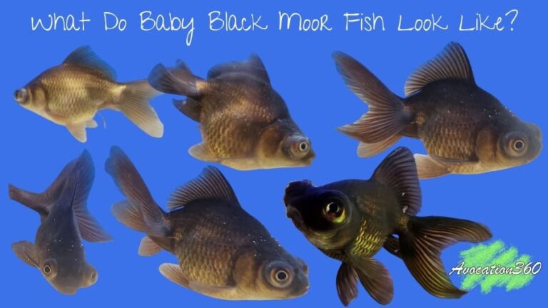 Baby Black Moor Fish Different Ages