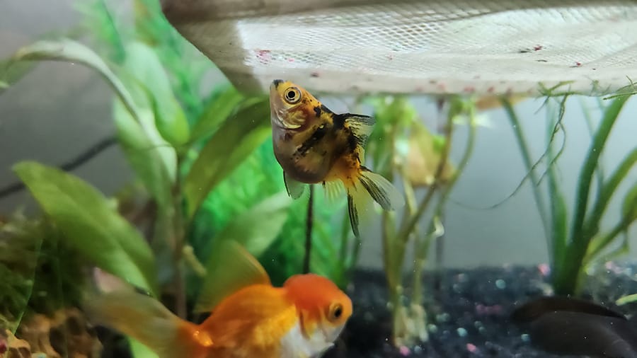 Two Fish In Tank With Plants