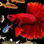 Best Betta Fish Tank Mates