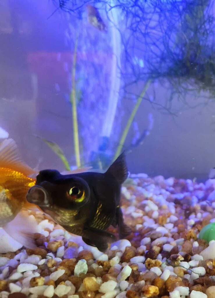 A black colored goldfish in an aquarium.