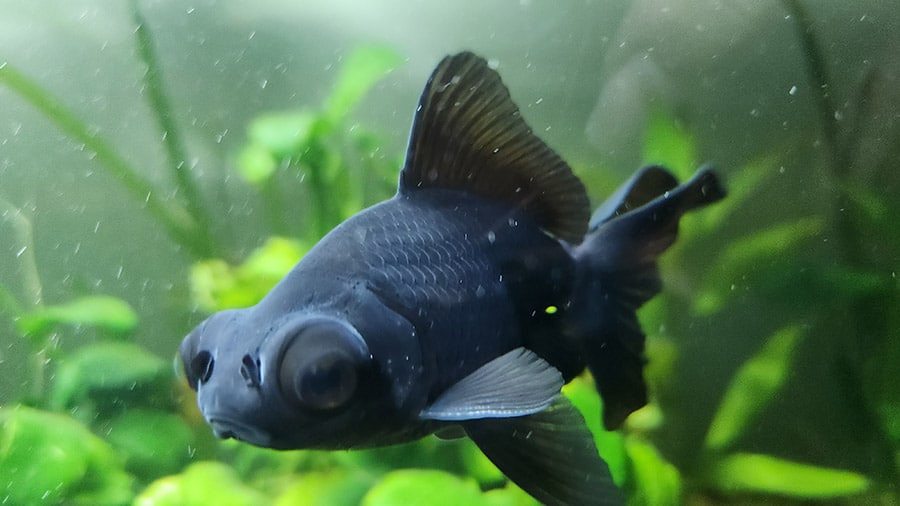 Black Moor Male With Breeding Stars On Gills And Pectoral Fins