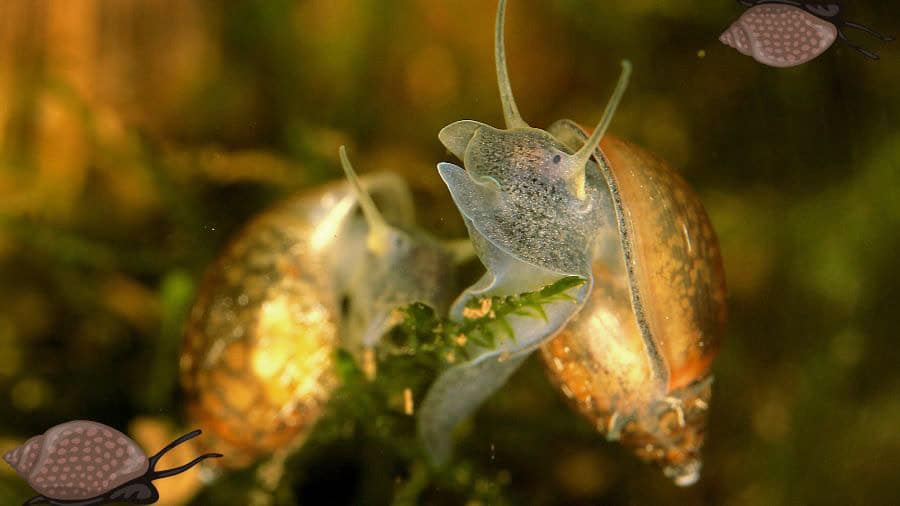 Two Bladder Snails In A Tank