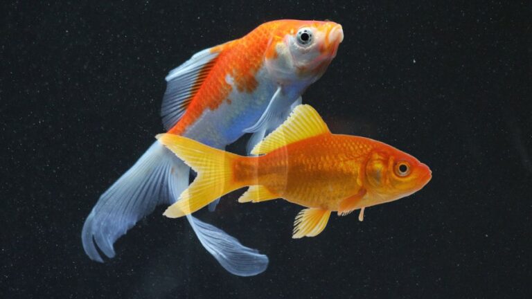 Comet And Common Goldfish