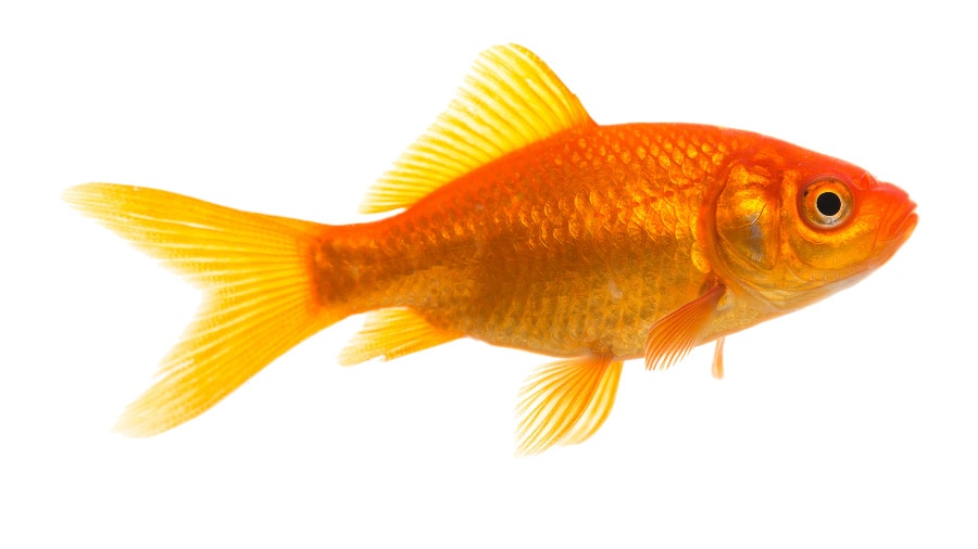 Common Goldfish