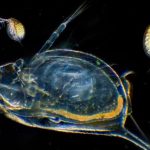 How To Cultivate Daphnia (At Home)