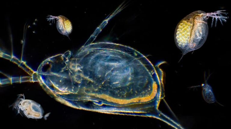 Daphnia Enlarged Live Fish Food