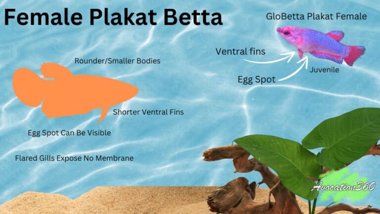 How To Identify Female Plakat Betta Fish