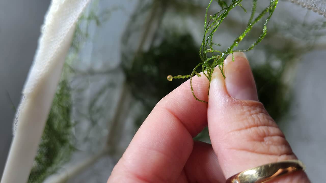 A yellow colored fish egg on some plant growth.