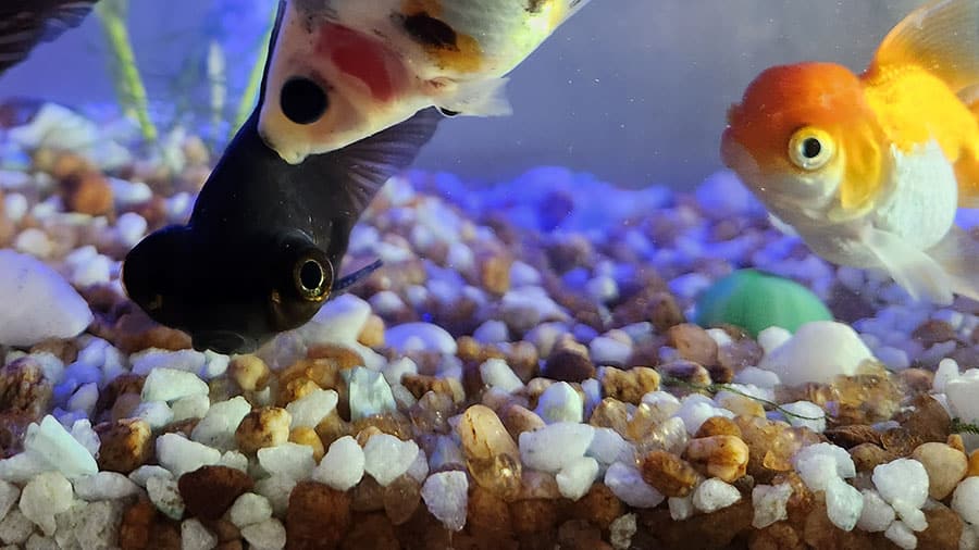 Fish In Freshwater Gravel Tank