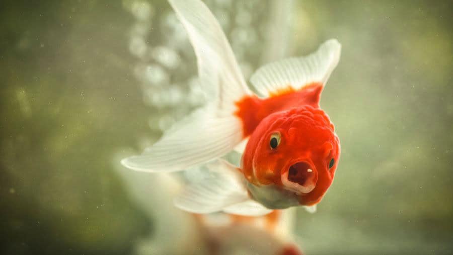 Goldfish Swimming With Open Mouth To Catch Food