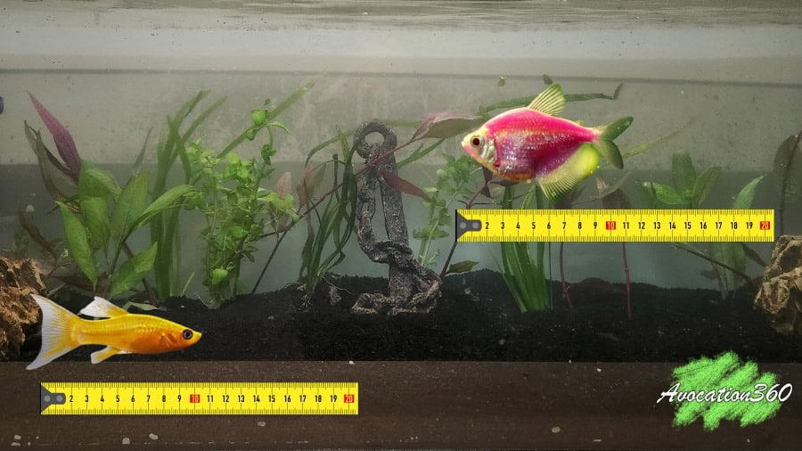 Fish In Tank With Measuring Tape