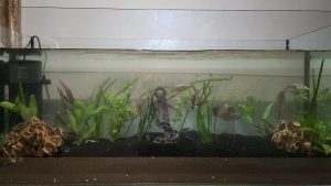 How To Setup A New Fish Tank At Home