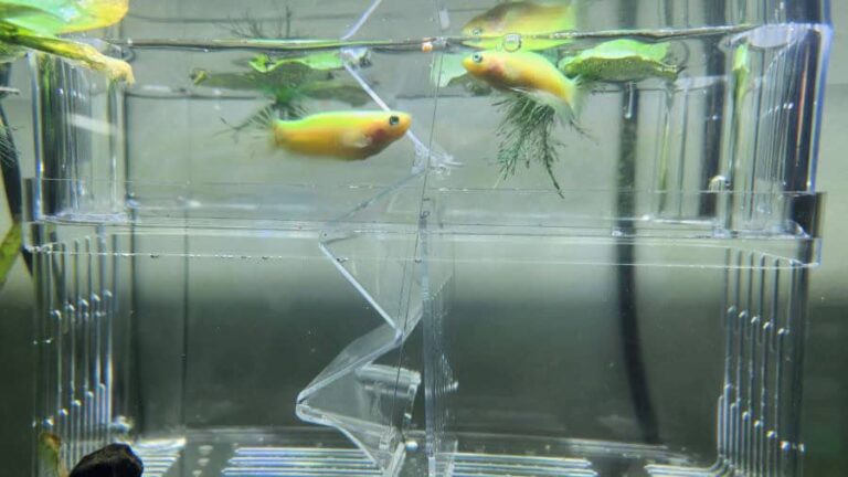 GloFish GloBetta Male And Female In Isolation Box