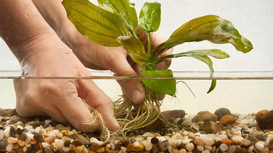 Hands Planting Roots Of Plants In Aquarium Substrate