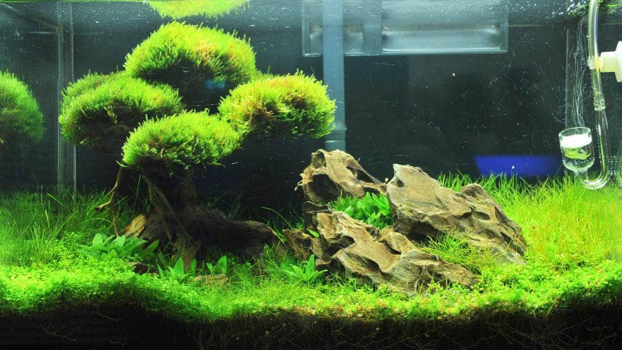 Hardscapes In Aquarium With Carpeting Plants 