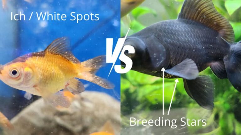 Ich VS Breeding Stars Freshwater Fish Disease Goldfish And Black Moor