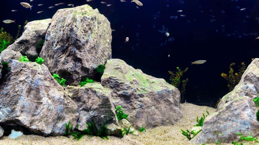 Iwagumi Style Aquascaping With Rocks And Minimal Plants And Small Fish