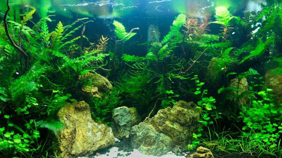 Jungle Style Aquascaping Aquarium With Overgrown Plants And Some Rocks