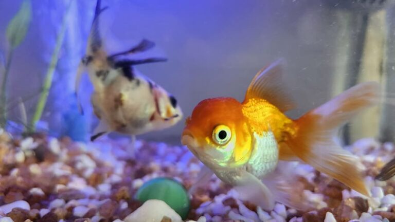 Lionhead Goldfish in Aquarium Side View