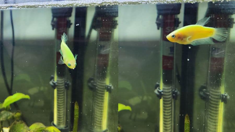 Male GloBetta GloFish Plakat And Betta Eggs Bubble Nest