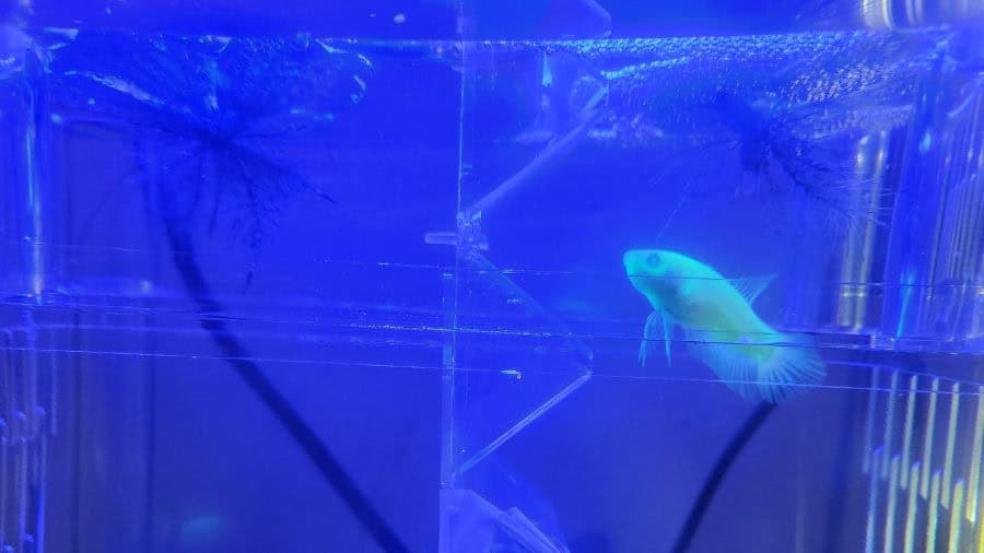 Male GloBetta GloFish Plakat UV Blue Light