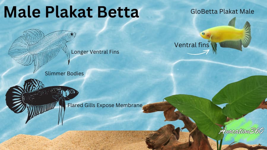 How To Identify Male Plakat Betta Fish