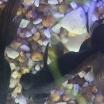 How Do I Know If I Have A Male Or Female Goldfish?