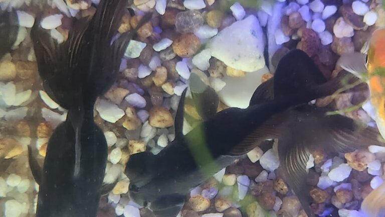 Male and female Black Moor Goldfish