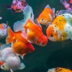 How To Breed Goldfish For Beginners