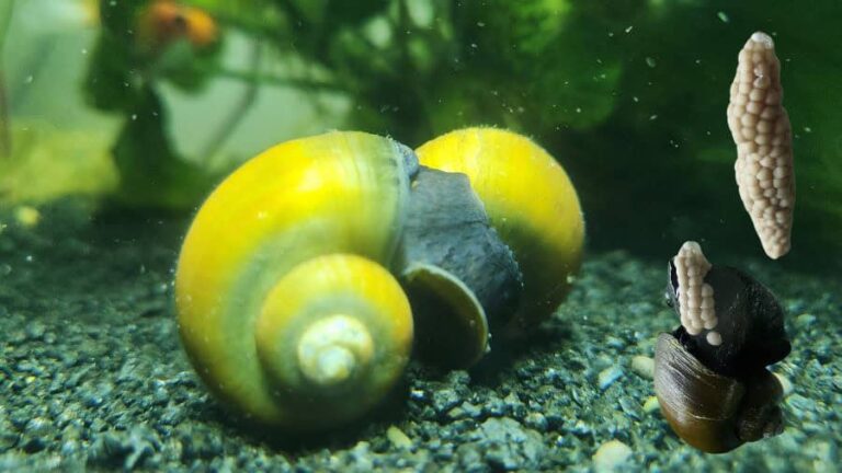 My Mystery Snail Laid Eggs: What Do I Do?