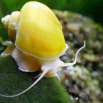 mystery snail apple snail in fish tank