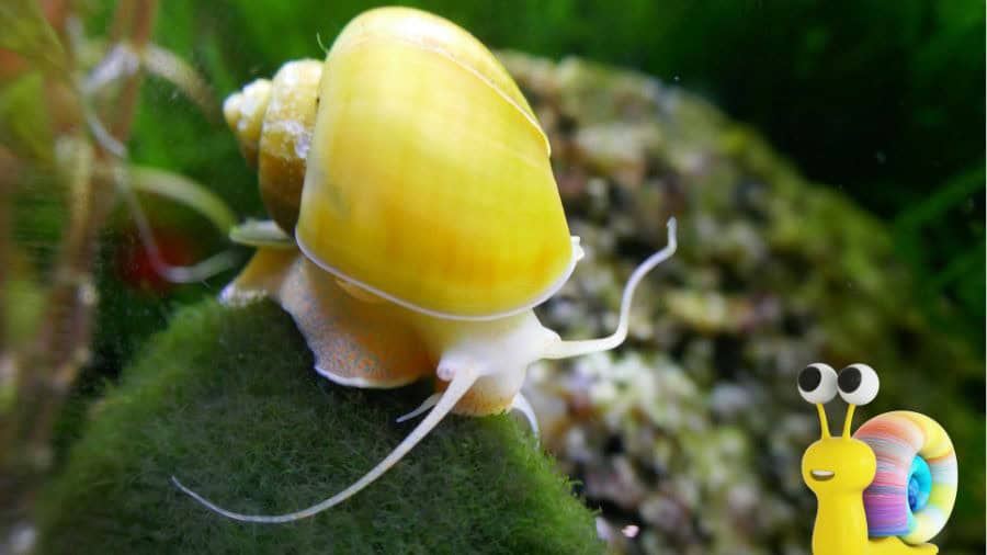 Mystery Snail In Tank With Clip Art Of Colorful Snail