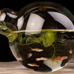 What Do I Need To Start Aquascaping?