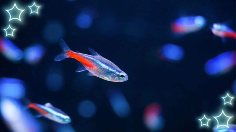 Neon Tetra Fish In Tank Swimming With Neon Stars