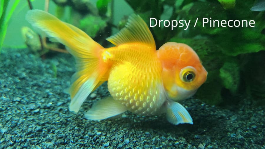 Dropsy Goldfish Pine Cone Disease